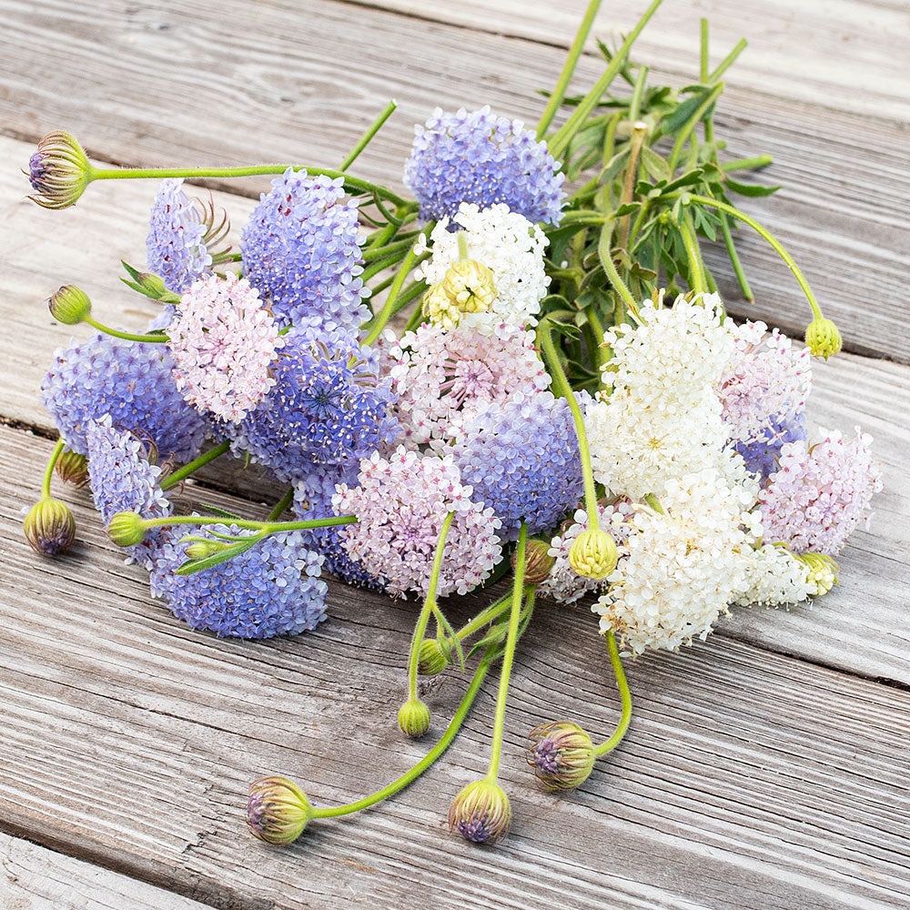 Lace Flower Seeds, Pink