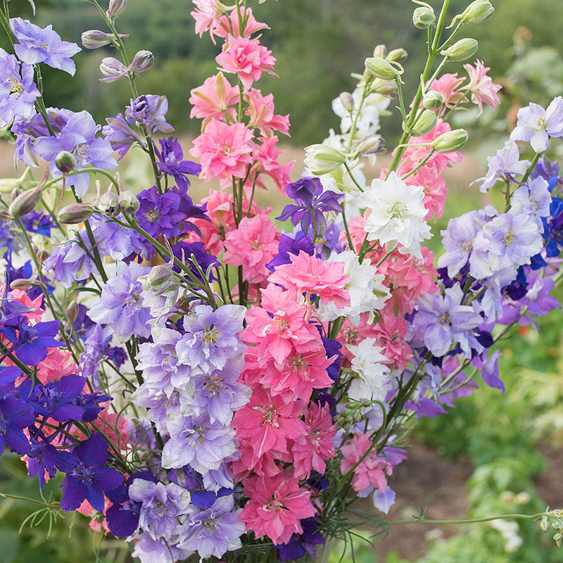 Vintage Flower Seed Packet LARKSPUR ROSAMOND no Seeds 