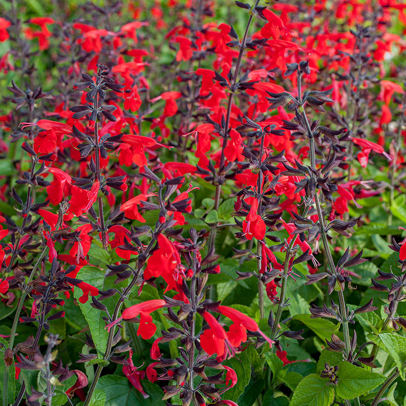 Salvia Annual Seeds
