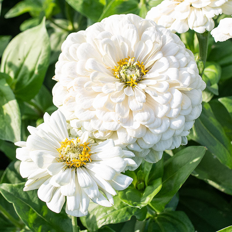 White Hot Flowers for Day and Night
