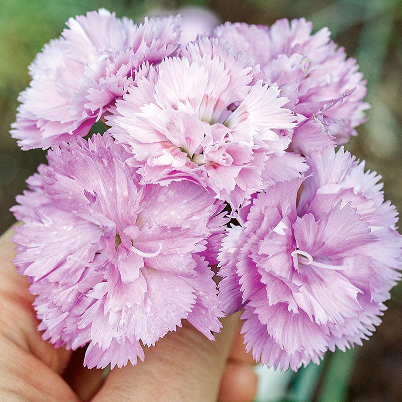 Dianthus 'Pink Marshmallow