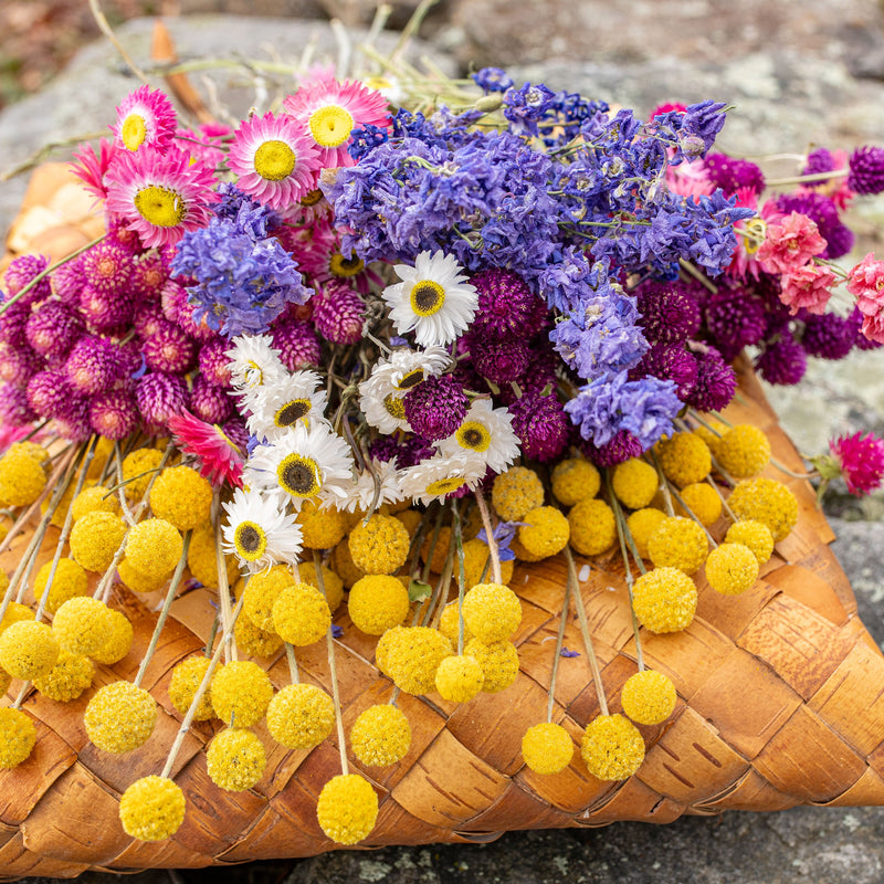 Dried Flowers & Seed Pods