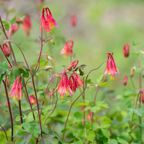 Columbine - Wild - S1