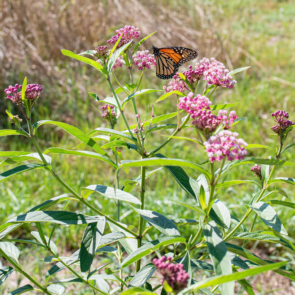 Swamp Milkweed seeds - Asclepias incarnata