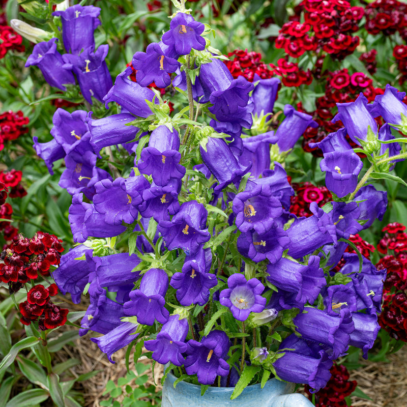 
  



Canterbury Bells 'Blue'
