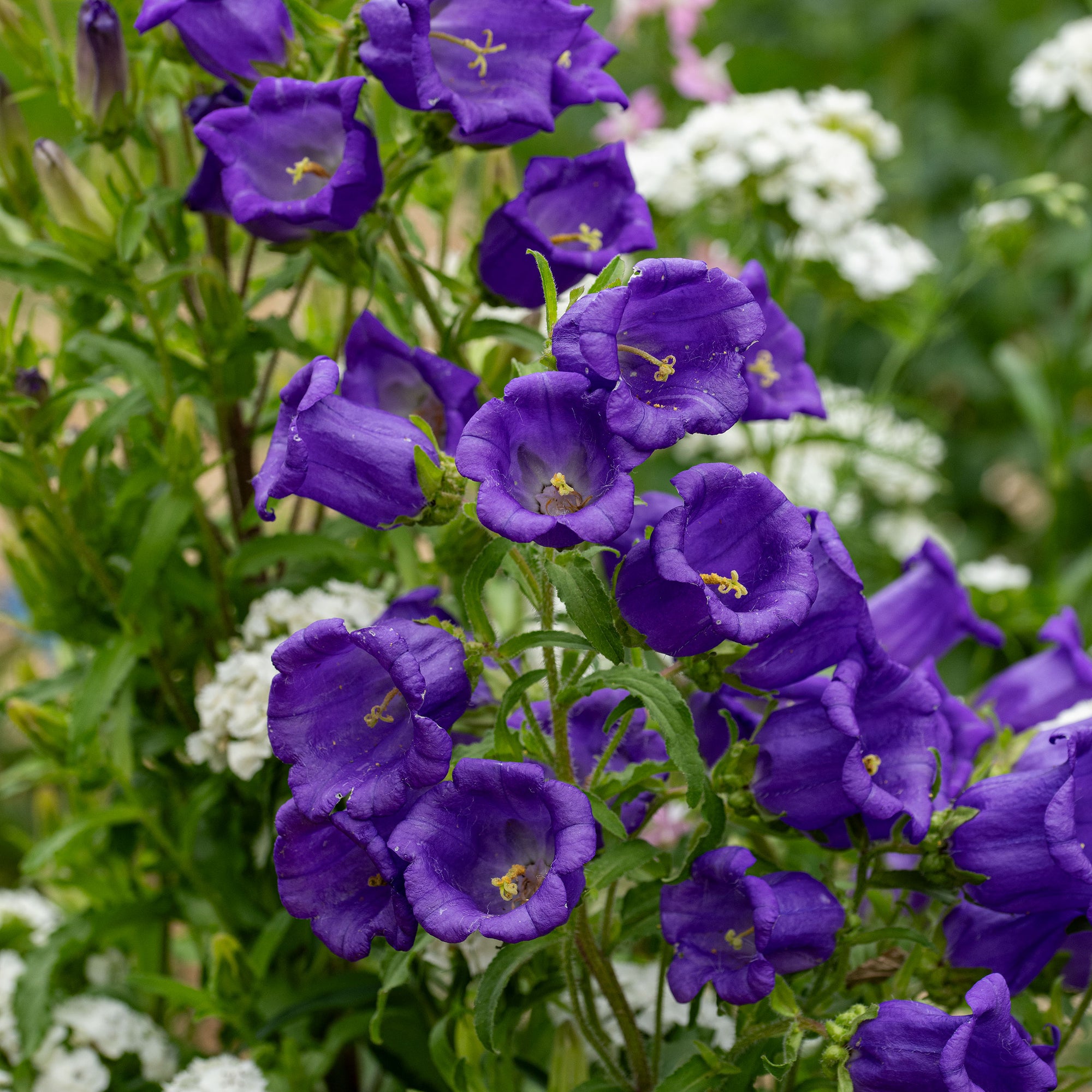 Canterbury Bells 'Blue'