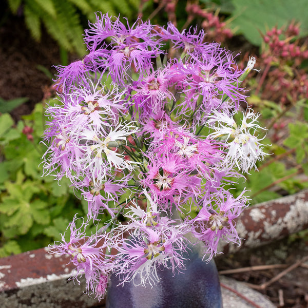 Pink - Fringed 'Rainbow Loveliness'