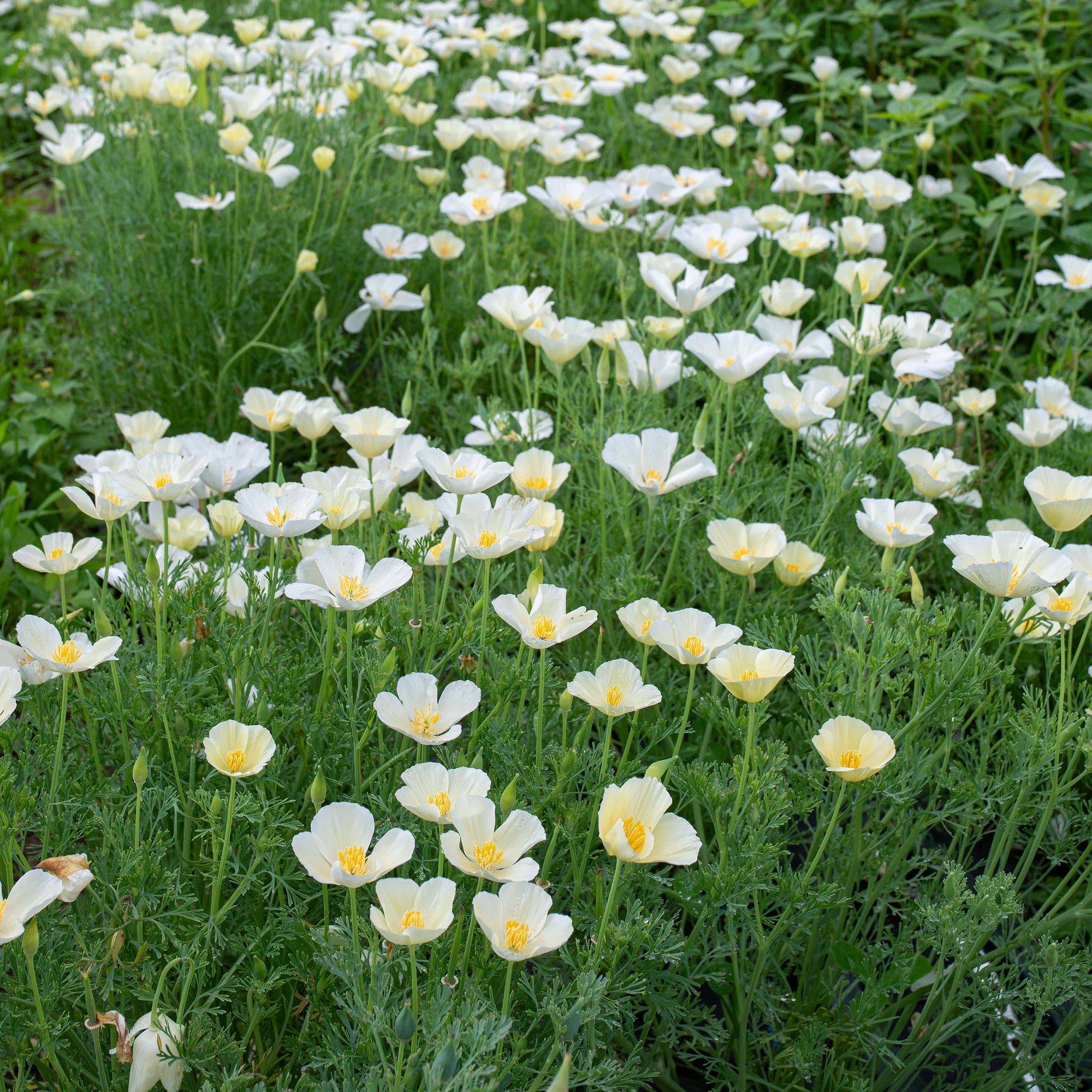 California Poppy 'Alba'