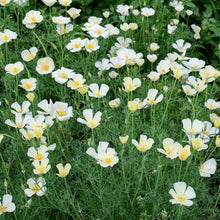 California Poppy 'Alba'