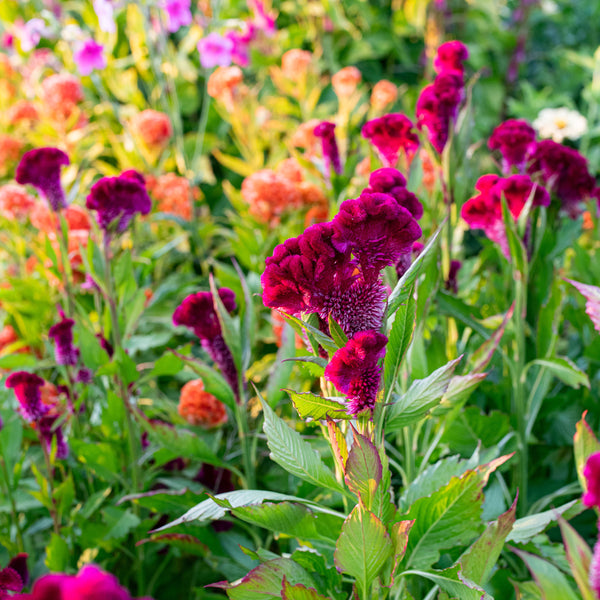 Celosia 'Cramer's Burgundy'