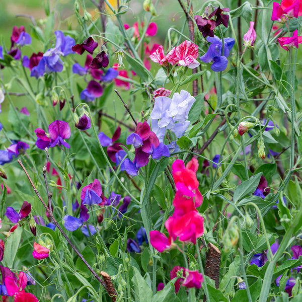 Sweet Pea 'Heirloom Fragrance' Seed Collection