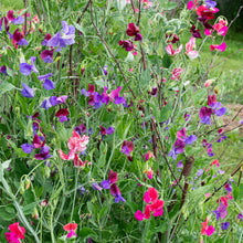 Sweet Pea 'Heirloom Fragrance' Seed Collection