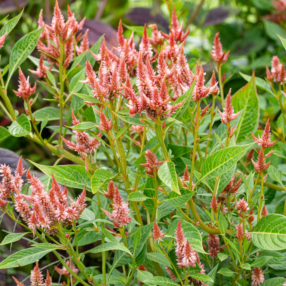 Celosia 'Celway™ Terracotta' seeds - Celosia argentea var. spicata