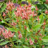 
    



Celosia 'Celway™ Terracotta'
