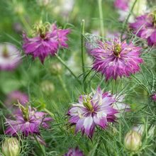 Love-in-a-Mist 'Mulberry Rose'