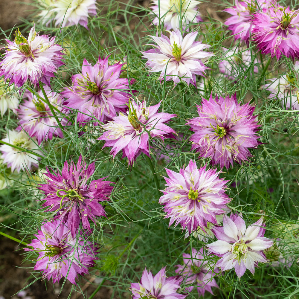 Love-in-a-Mist 'Mulberry Rose'