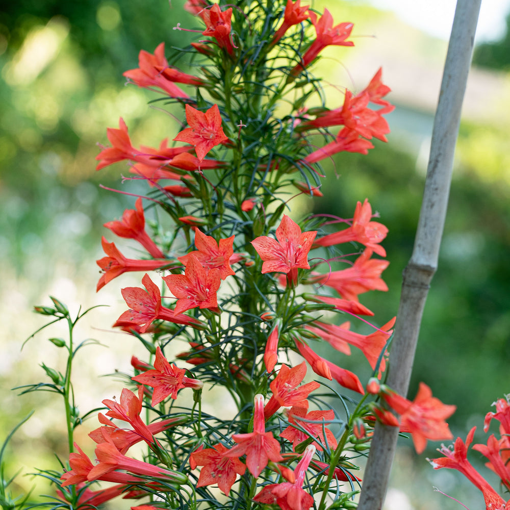 Standing Cypress