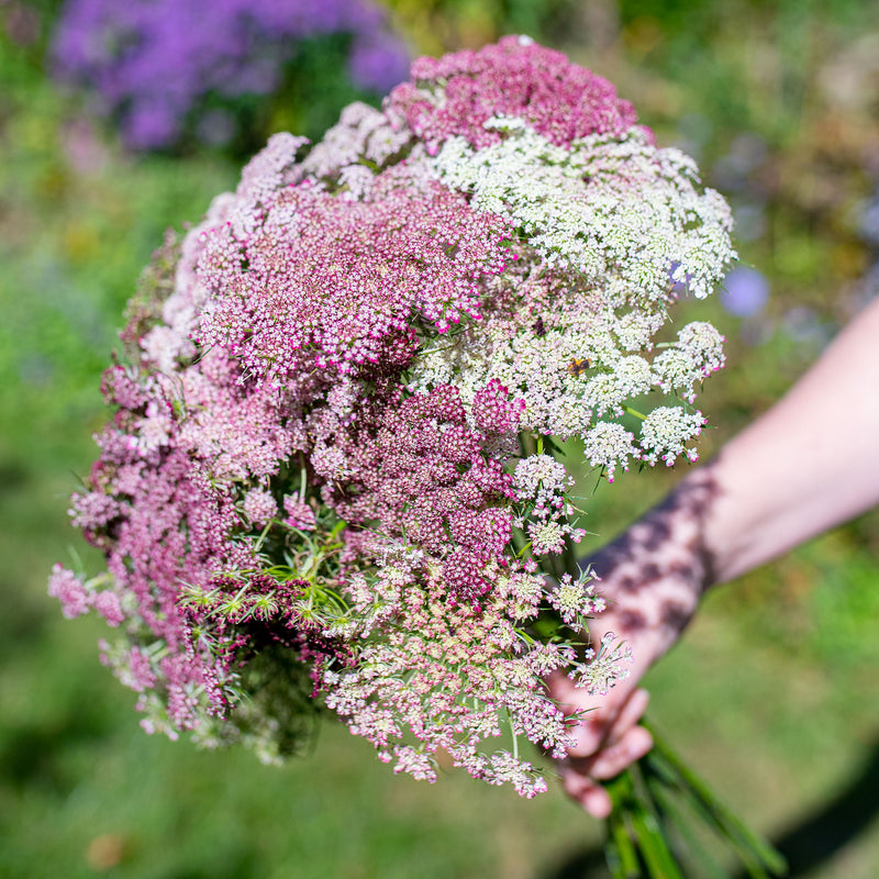 
  



Queen Anne's Lace 'Dara'
