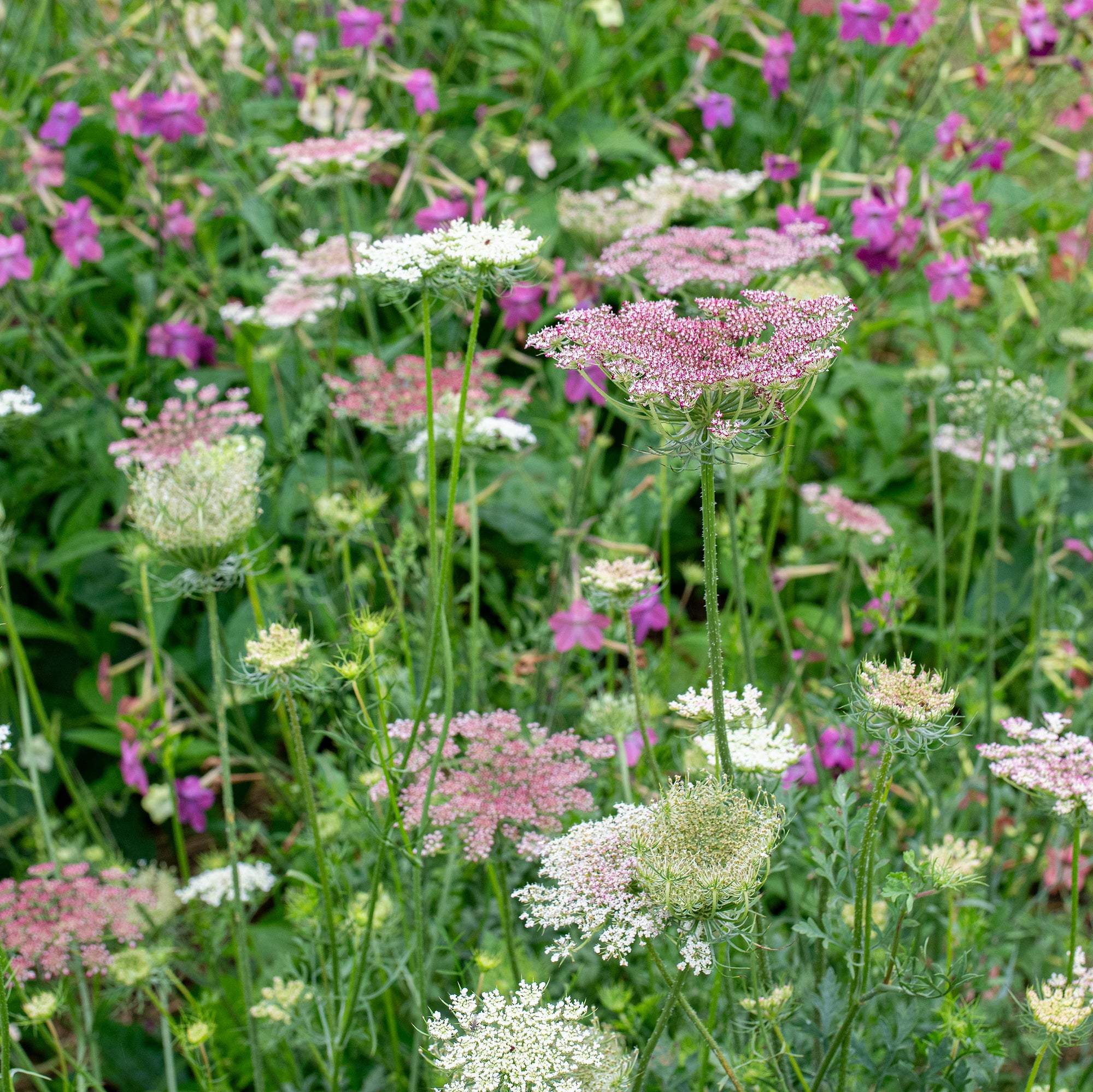 Queen Anne's Lace 'Dara'