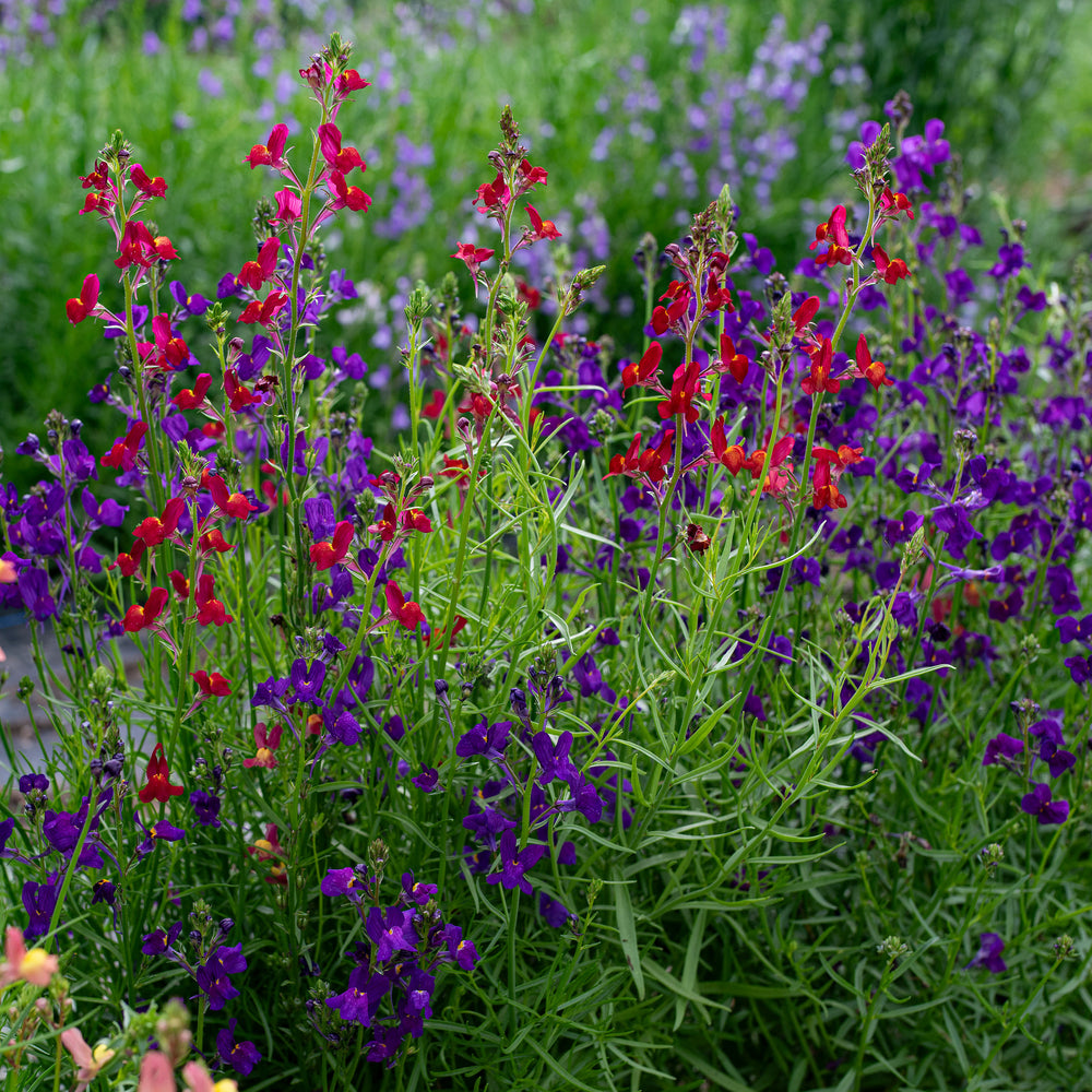 Linaria 'Rhythm & Blues'