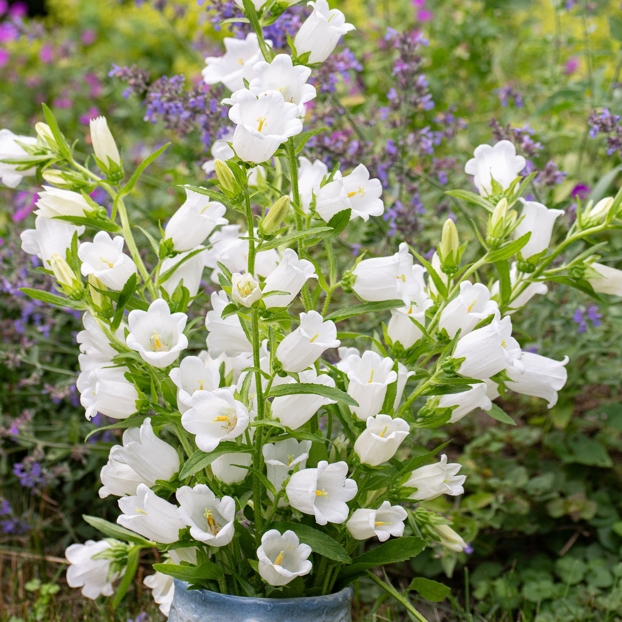 Canterbury Bells 'White'