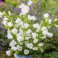 
    



Canterbury Bells 'White'
