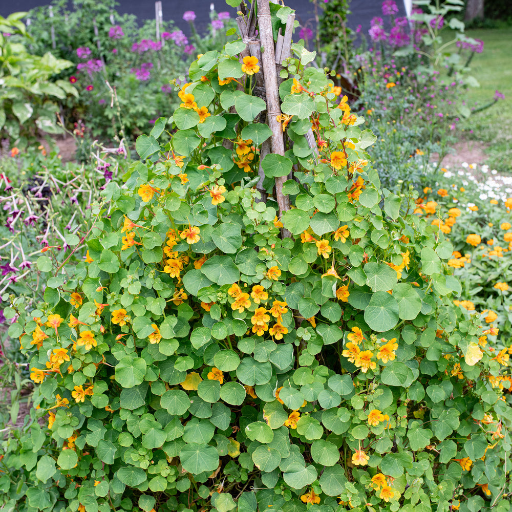 Nasturtium 'Elf's Cap'