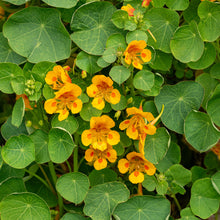 Nasturtium 'Elf's Cap'