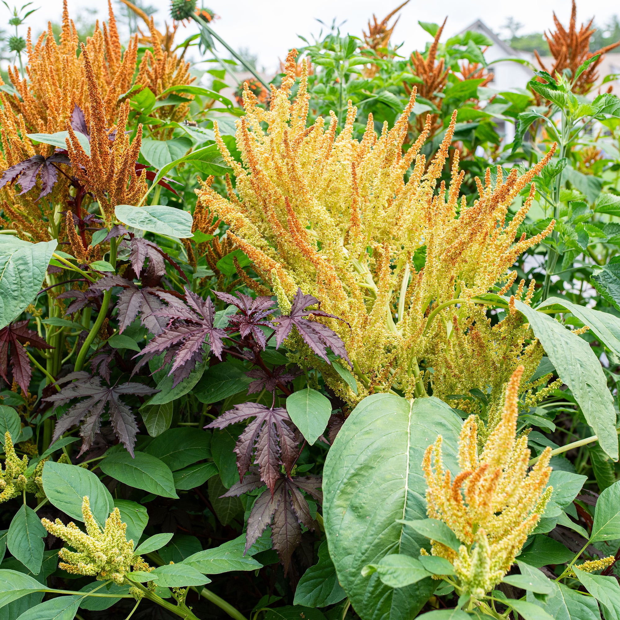 Amaranth 'Autumn's Touch'