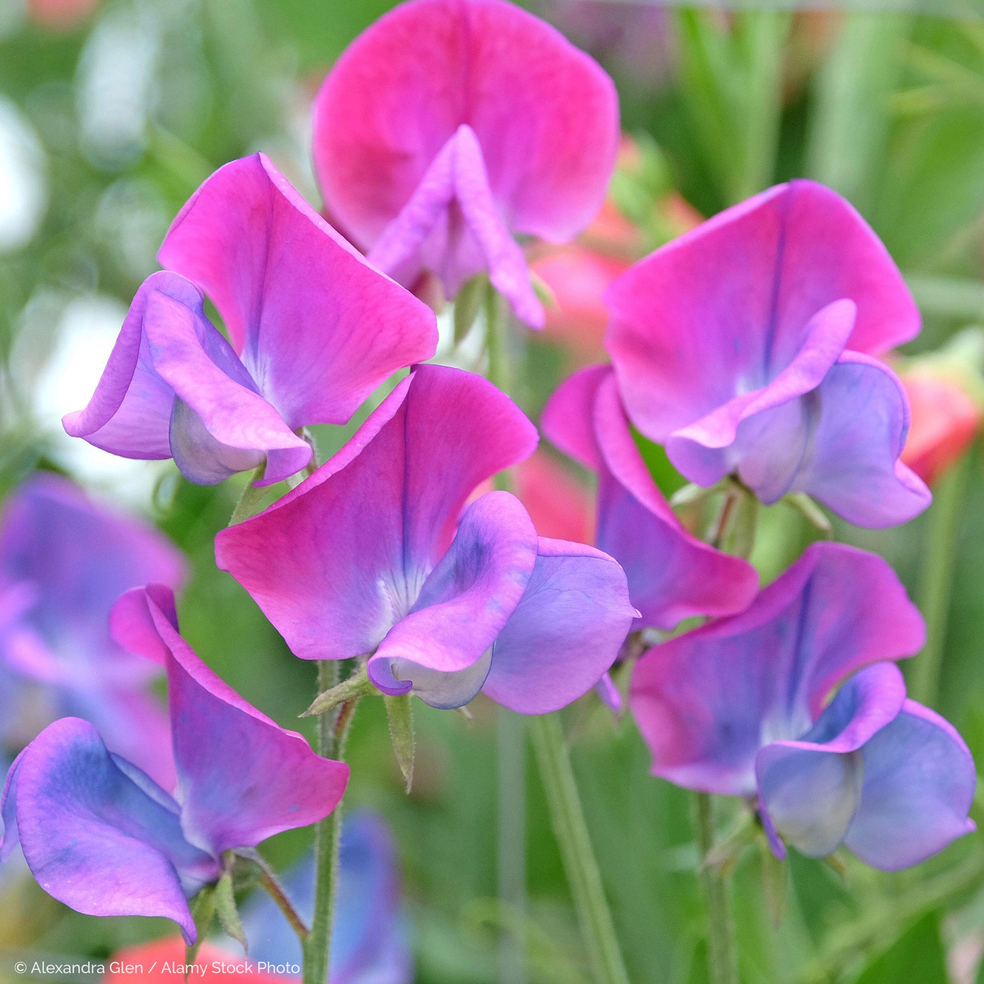 Sweet Pea 'Blue Shift'