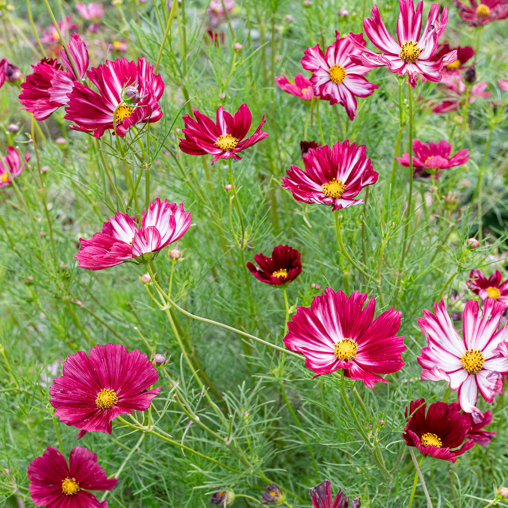 Cosmos 'Velouette'