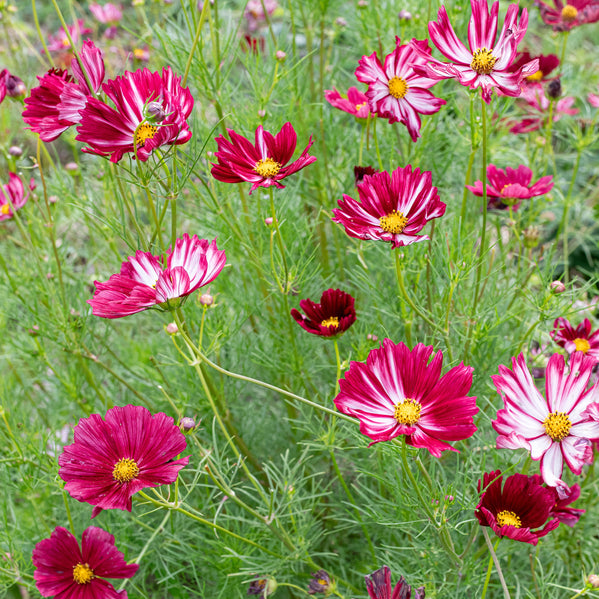 Cosmos 'Velouette'