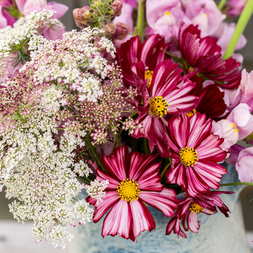 Cosmos 'Velouette'