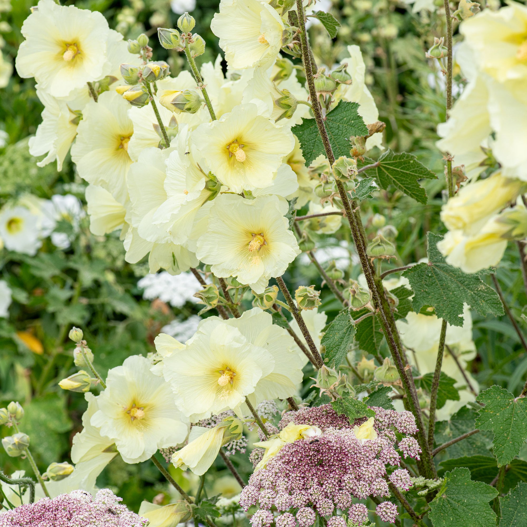 Hollyhock - Rugose - S1