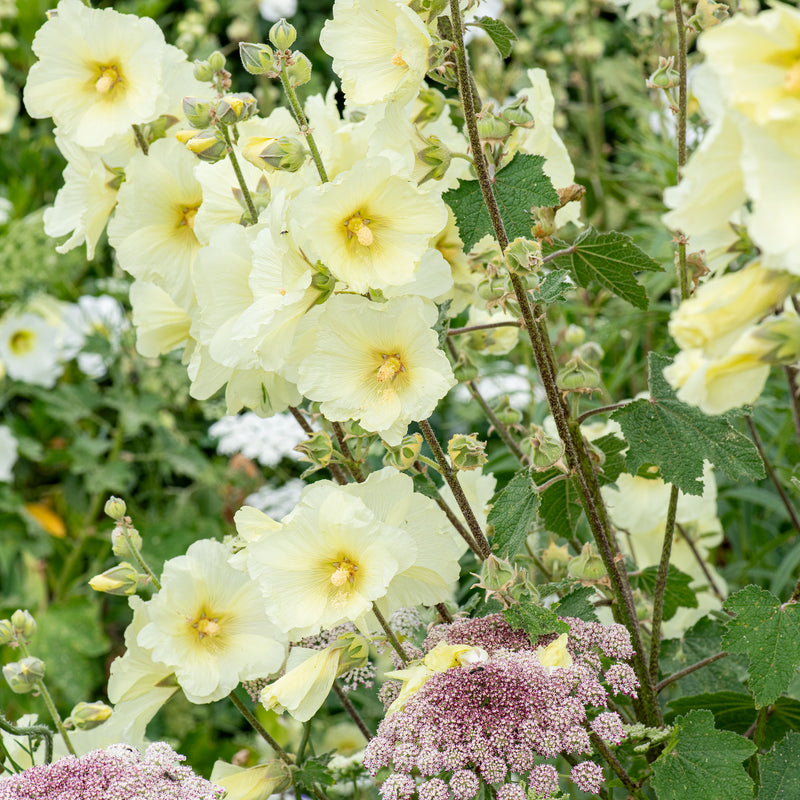 Hollyhock - Rugose