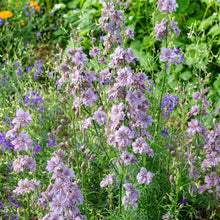 Larkspur 'Misty Lavender'