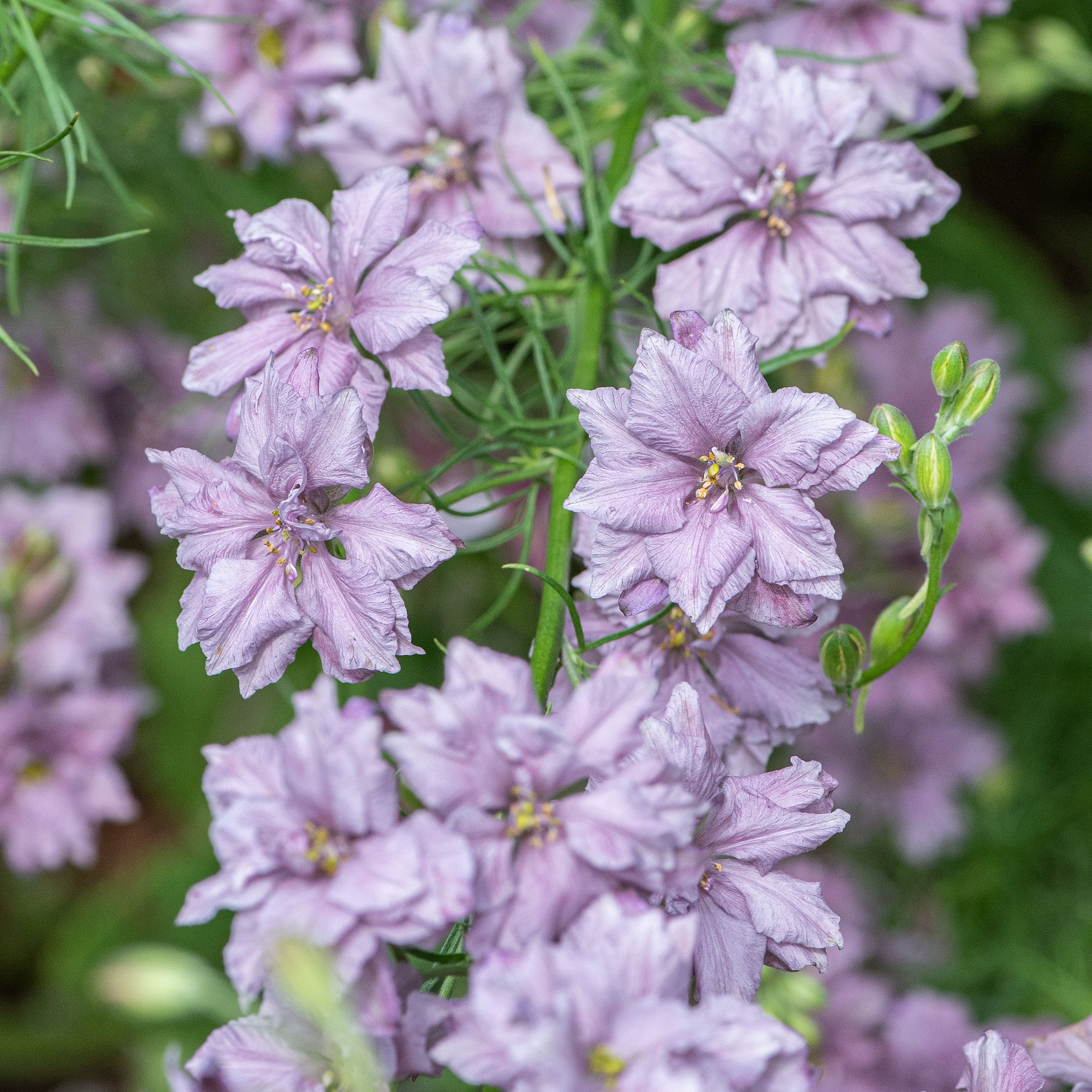 Larkspur 'Misty Lavender'