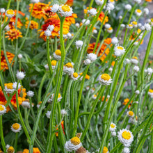 Winged Everlasting 'White'