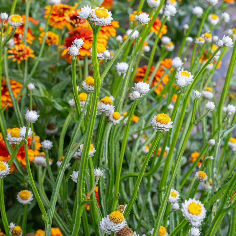 
  



Winged Everlasting 'White'
