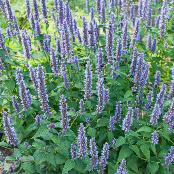 Agastache 'Lavender Hyssop' Organic