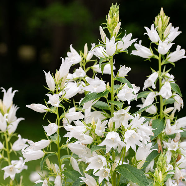 
    



Bellflower - Great 'Alba'
