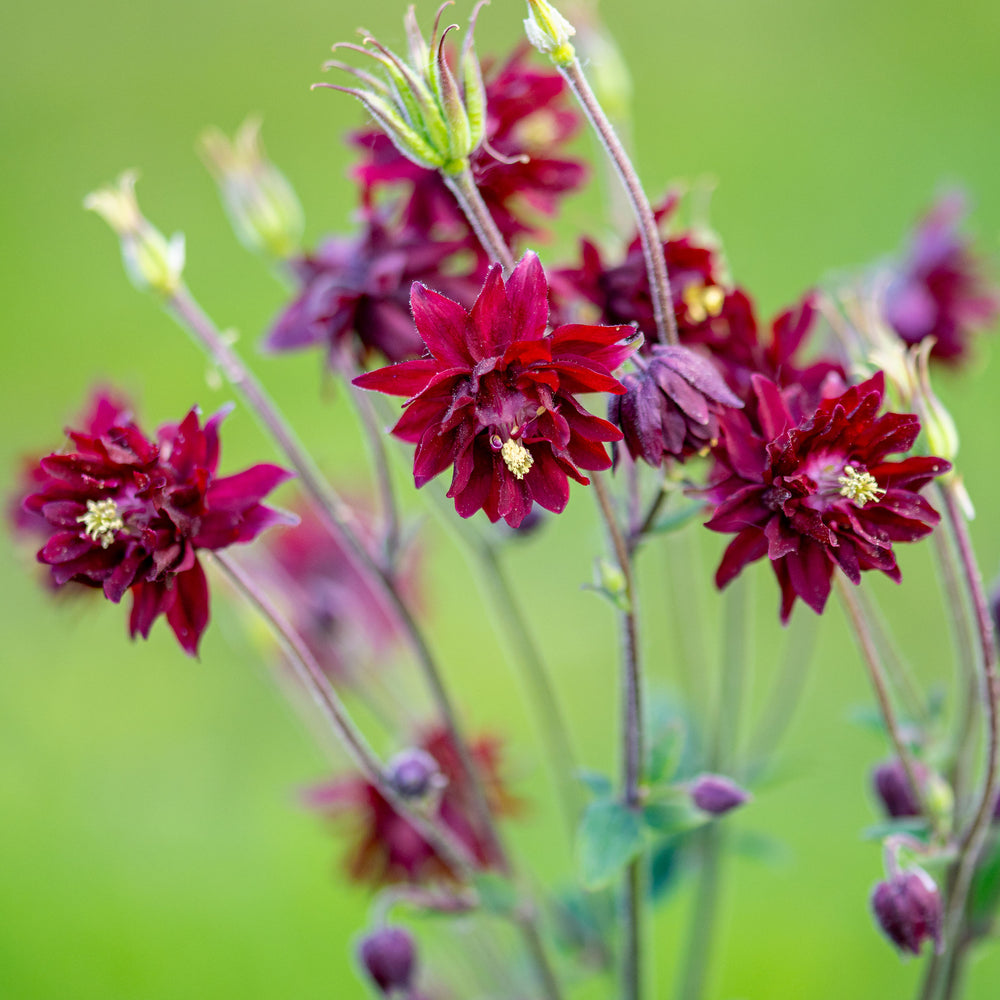 Columbine 'Ruby Port'