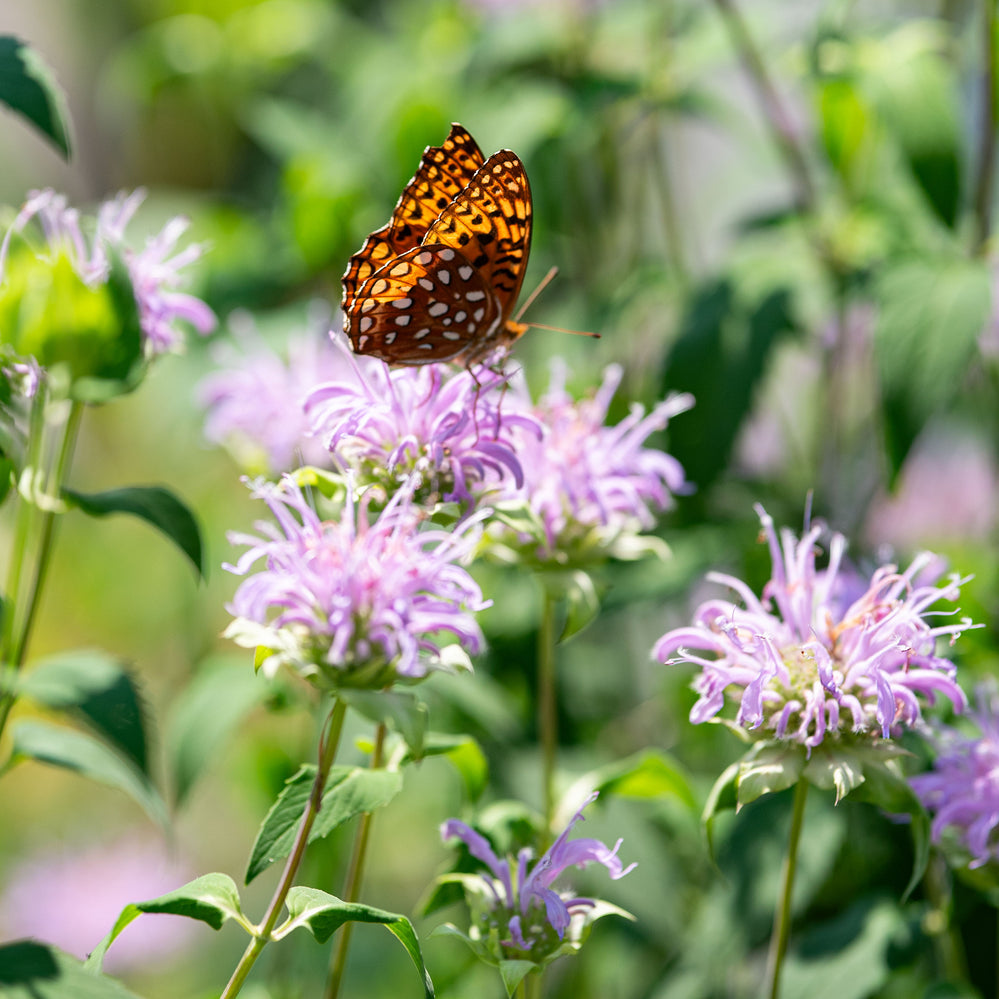 Bee Balm - Wild Bergamot