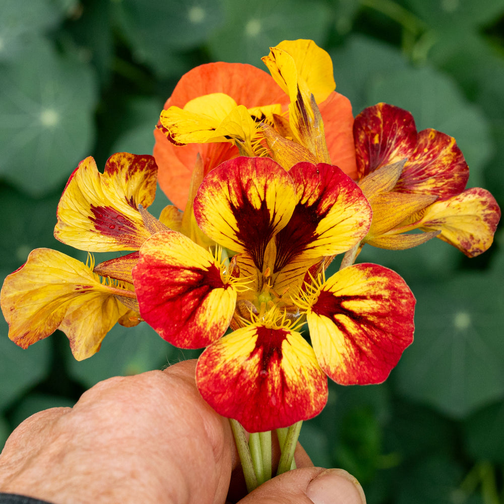 Nasturtium 'Orchid Flame'