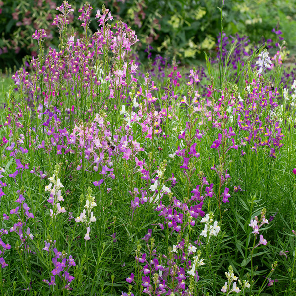 
    



Linaria 'Fairy Bouquet'
