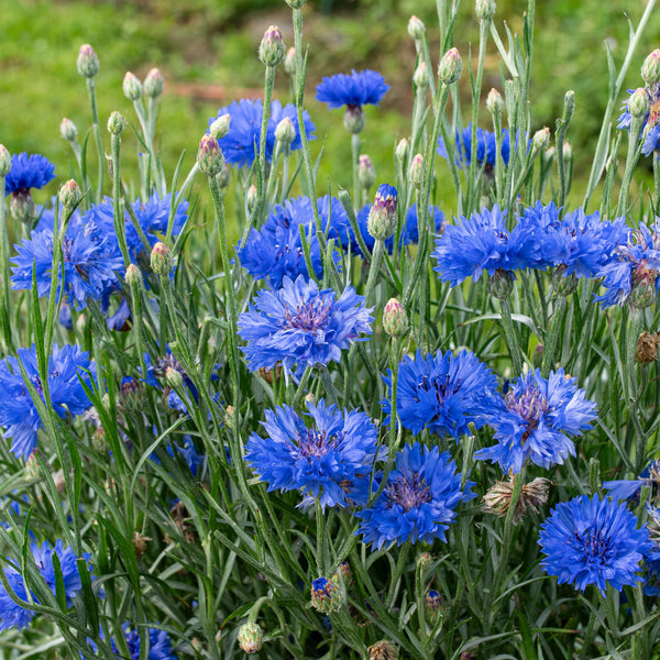 Powder Blue Lace Flower – Revival Seeds