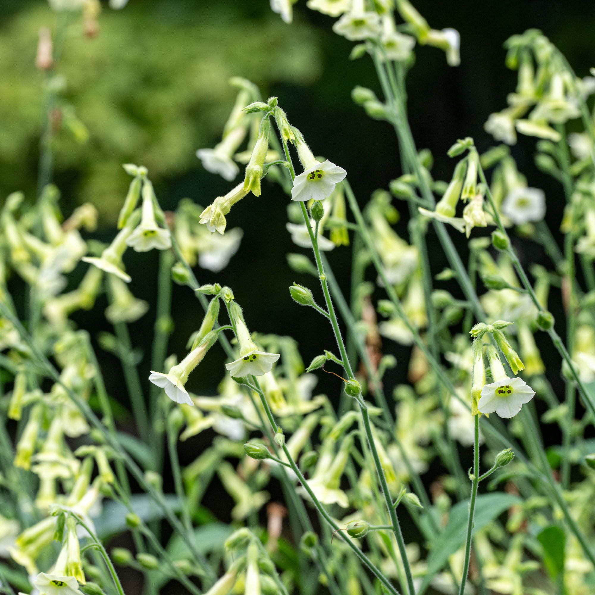 Tobacco 'Starlight Dancer'