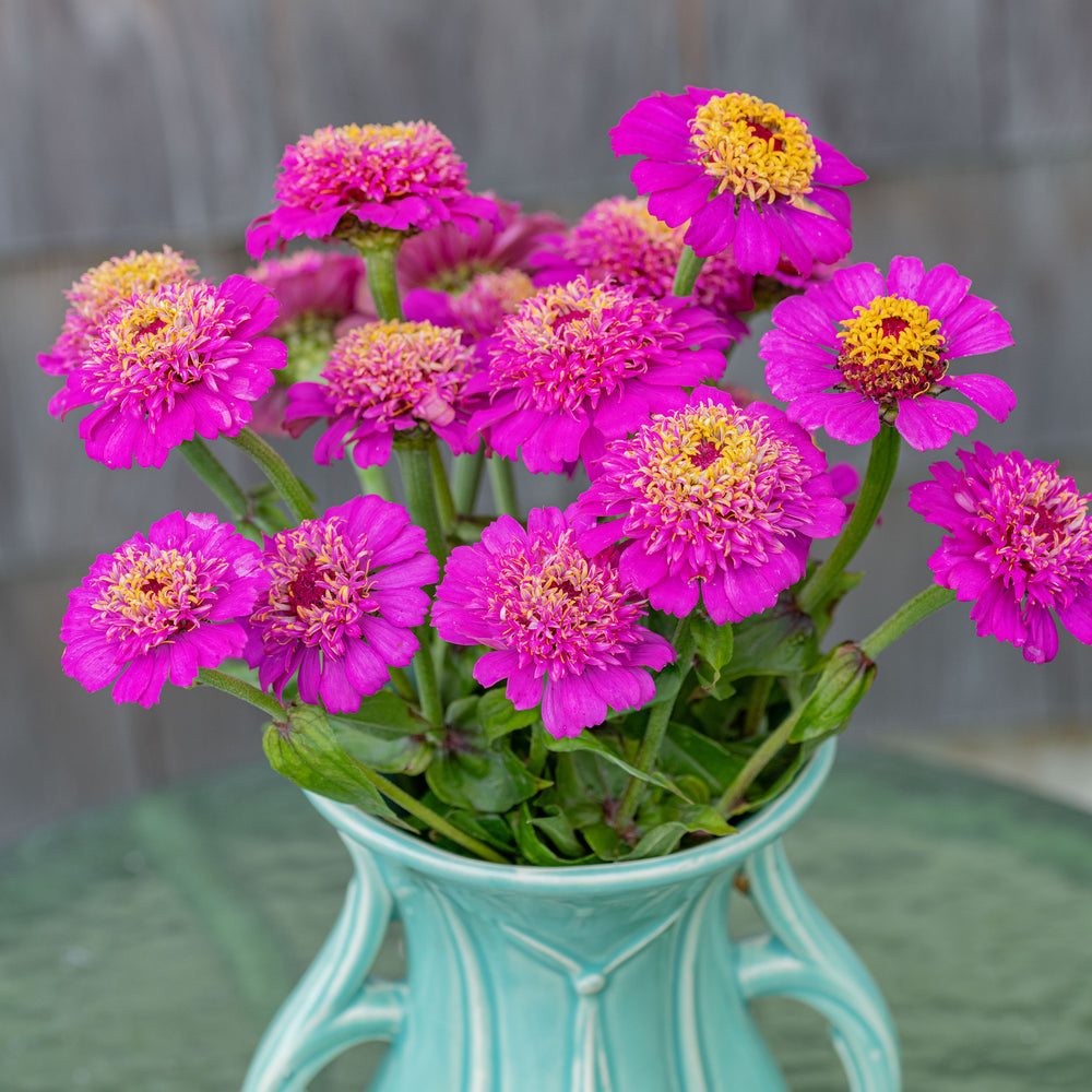 Zinnia 'Zinderella Purple'