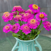 
    



Zinnia 'Zinderella Purple'
