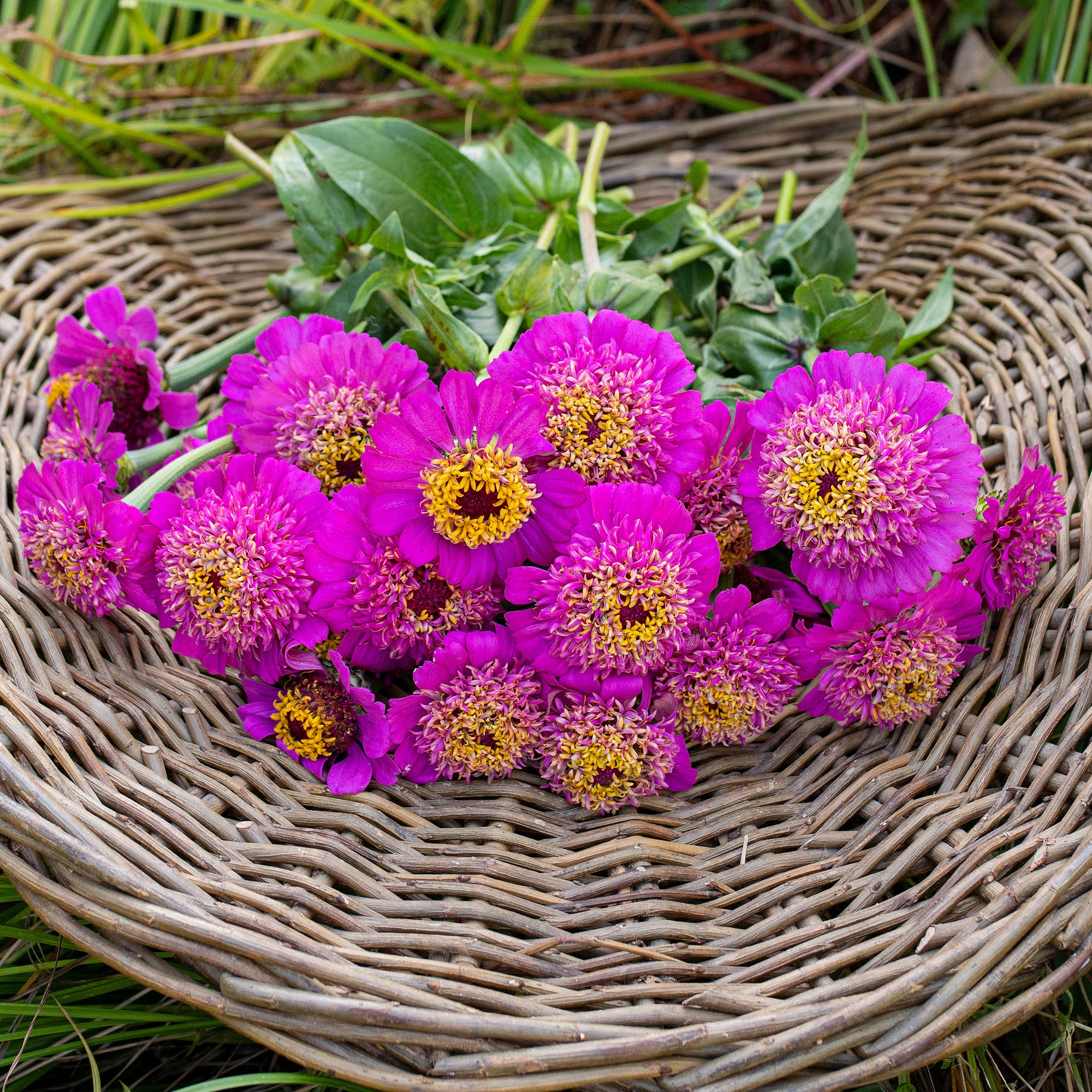 Zinnia 'Zinderella Purple'